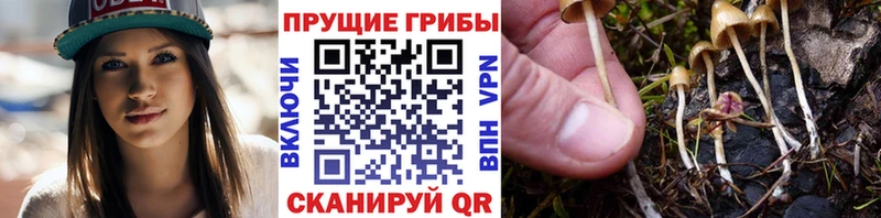 Псилоцибиновые грибы MAGIC MUSHROOMS купить сайты Пятигорск
